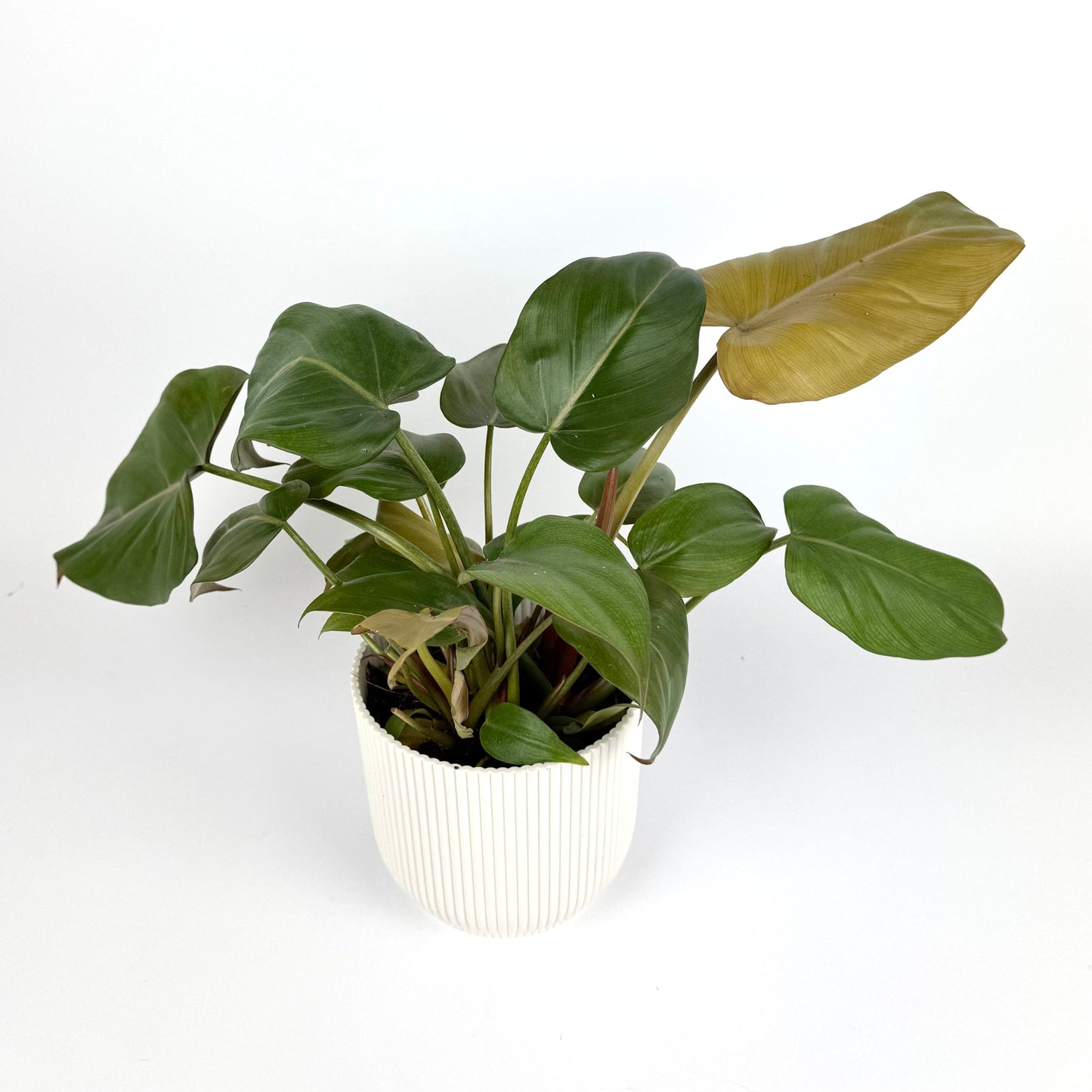 Philodendron Summer Glory 12cm Houseplant