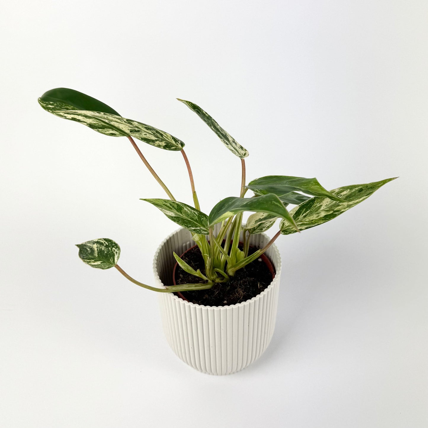 Philodendron Emerald Queen Variegata 10.5cm Houseplant