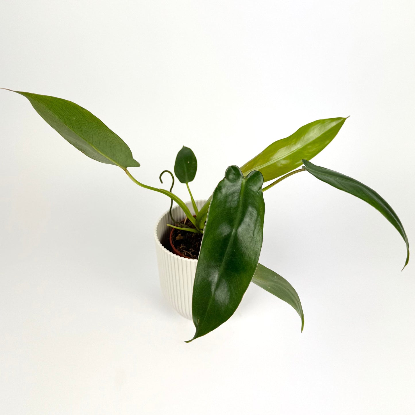 Philodendron Spiritus Sancti 10.5cm Houseplant