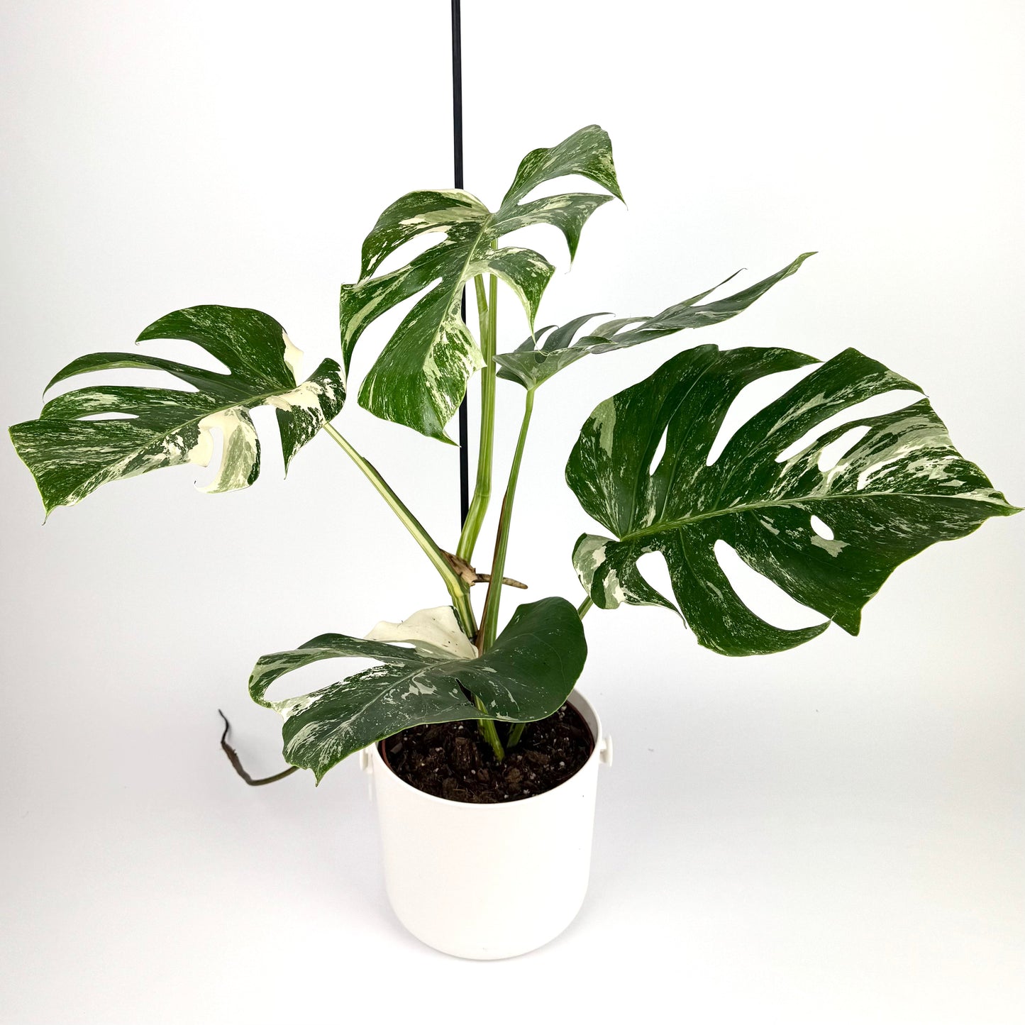 Monstera Deliciosa Albo Variegated 17cm Houseplant