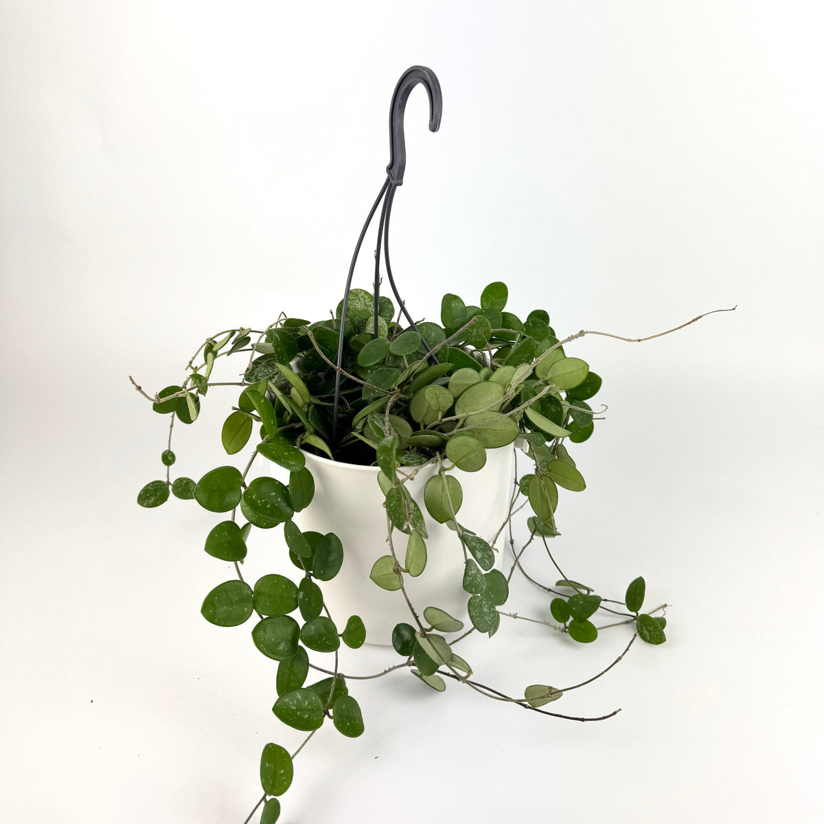 Hanging Hoya Mathilde Splash 14cm Houseplant