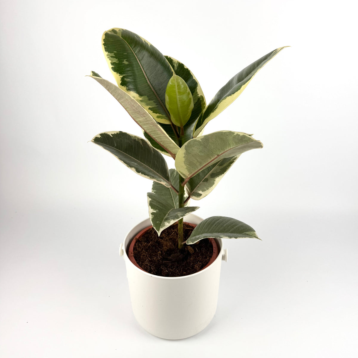 Rubber Tineke 14cm Houseplant
