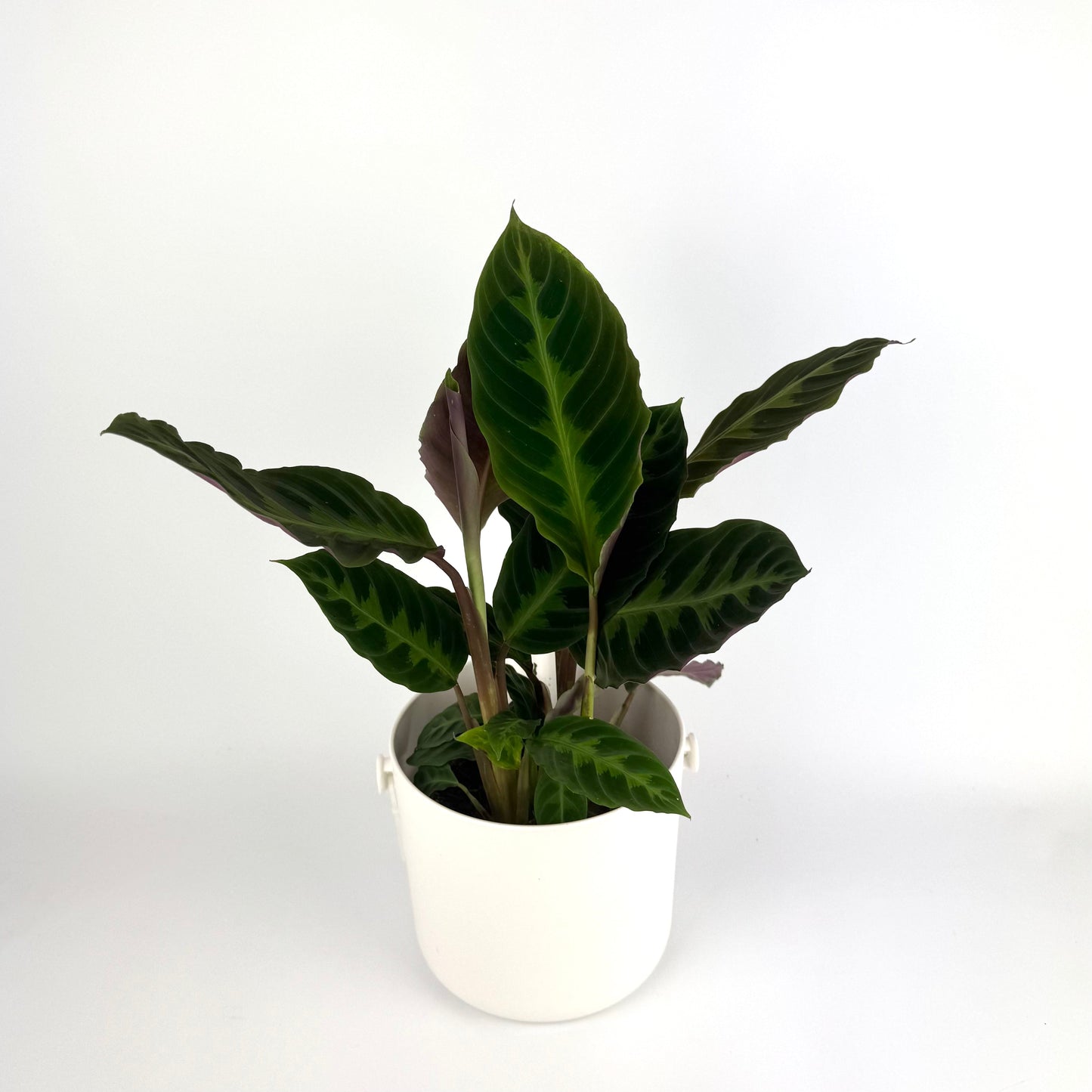 Calathea Warscewiczii 14cm Houseplant