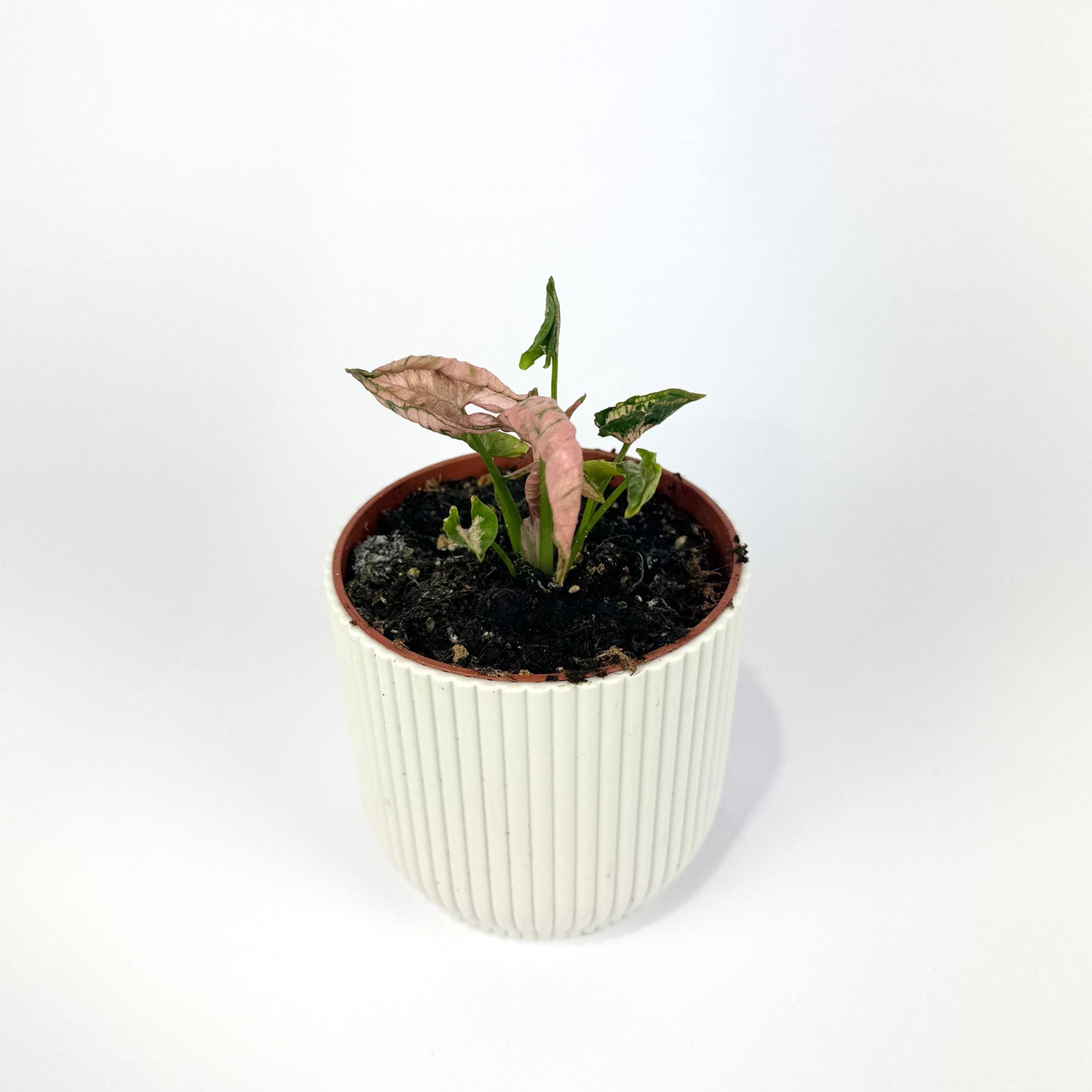 Syngonium Pink Rolli 9cm Houseplant