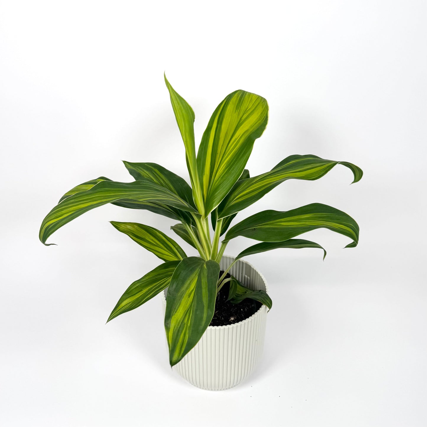 Cordyline Special Mix 12cm Houseplant