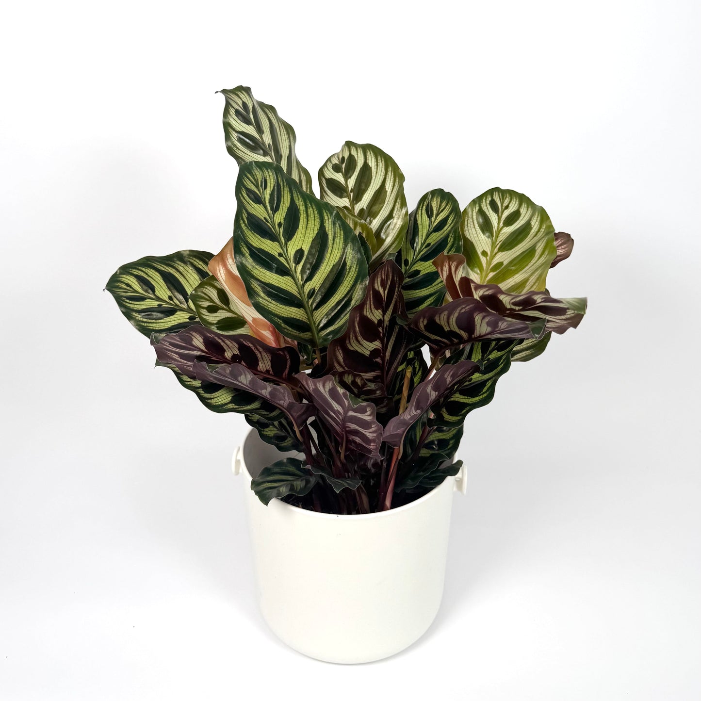 Calathea Makoyana 14cm Houseplant