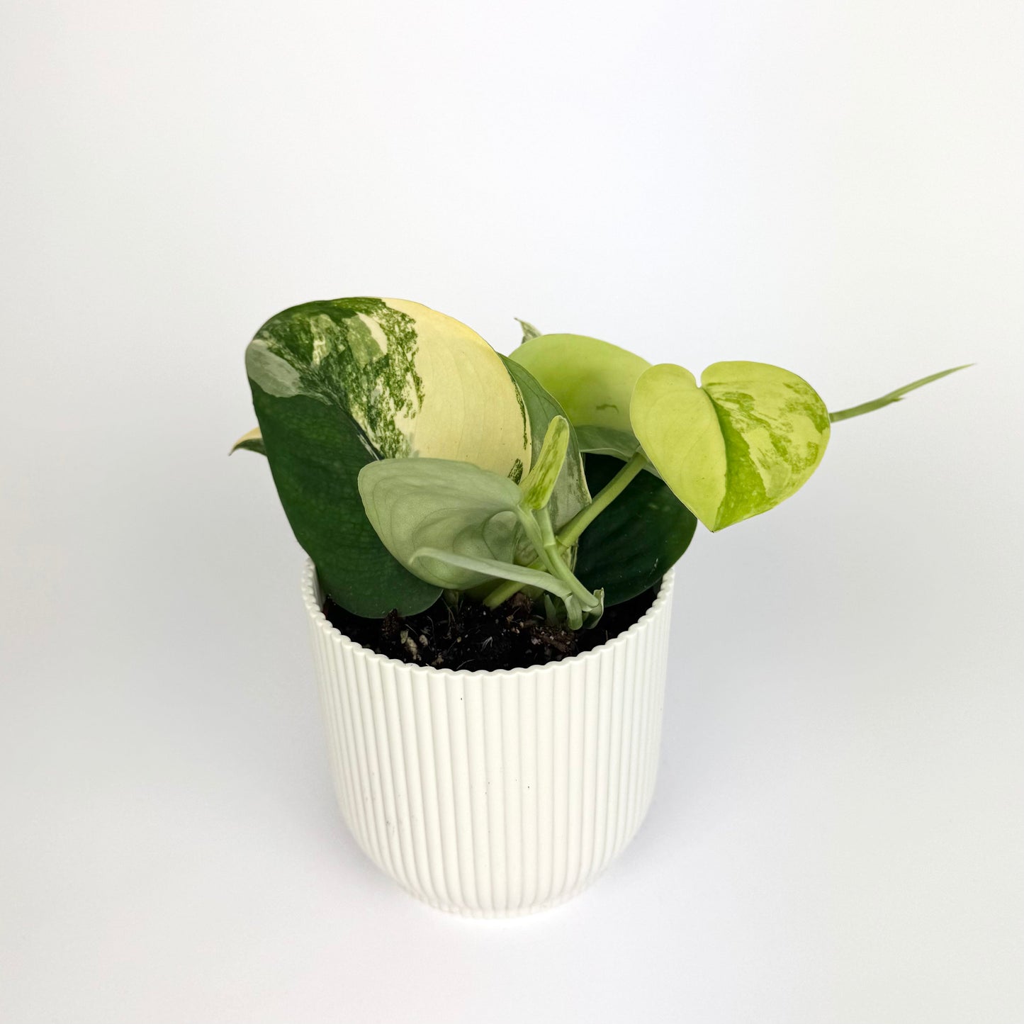 Scindapsus Jade Satin Aurea 12cm Houseplant
