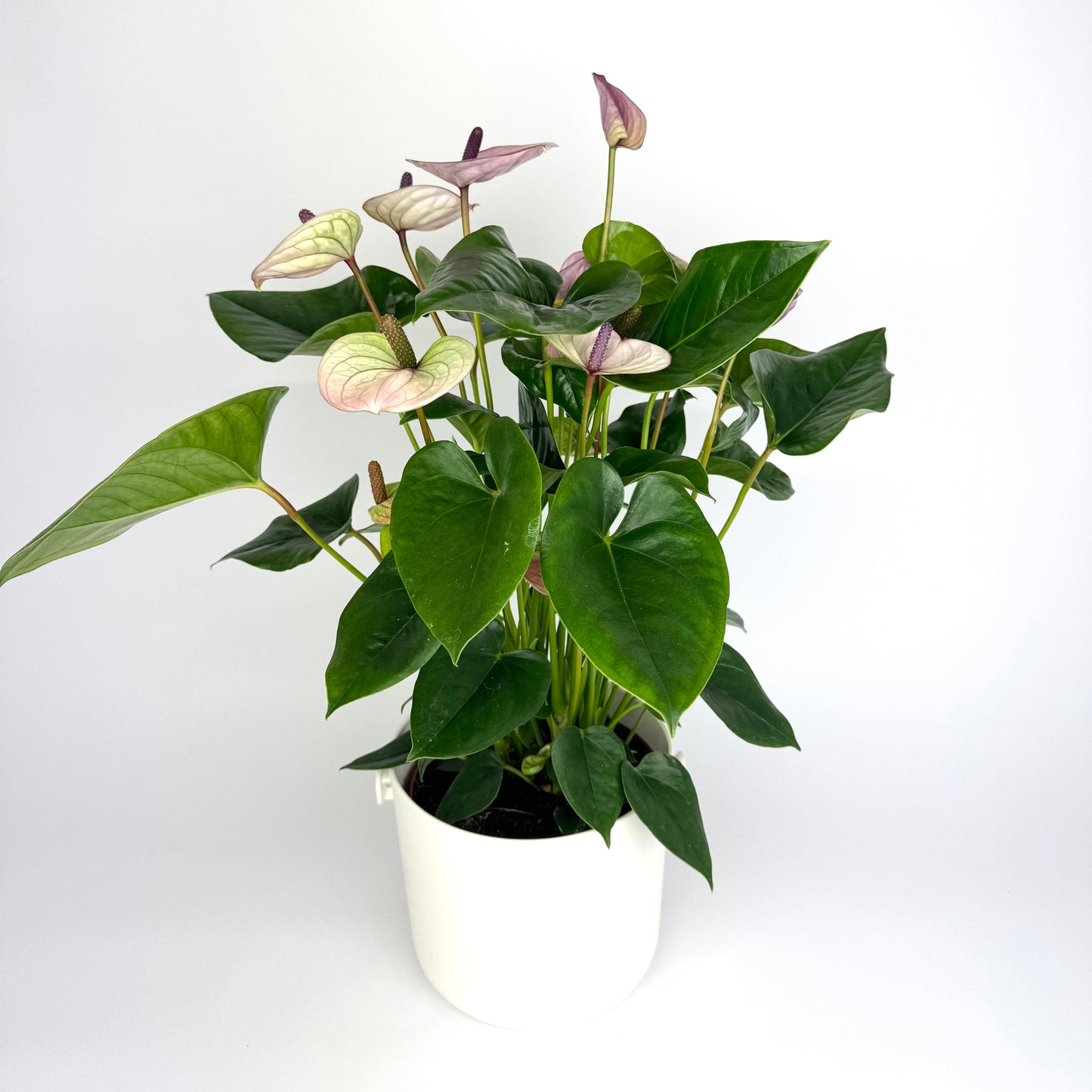 Anthurium Laguna 17cm Houseplant