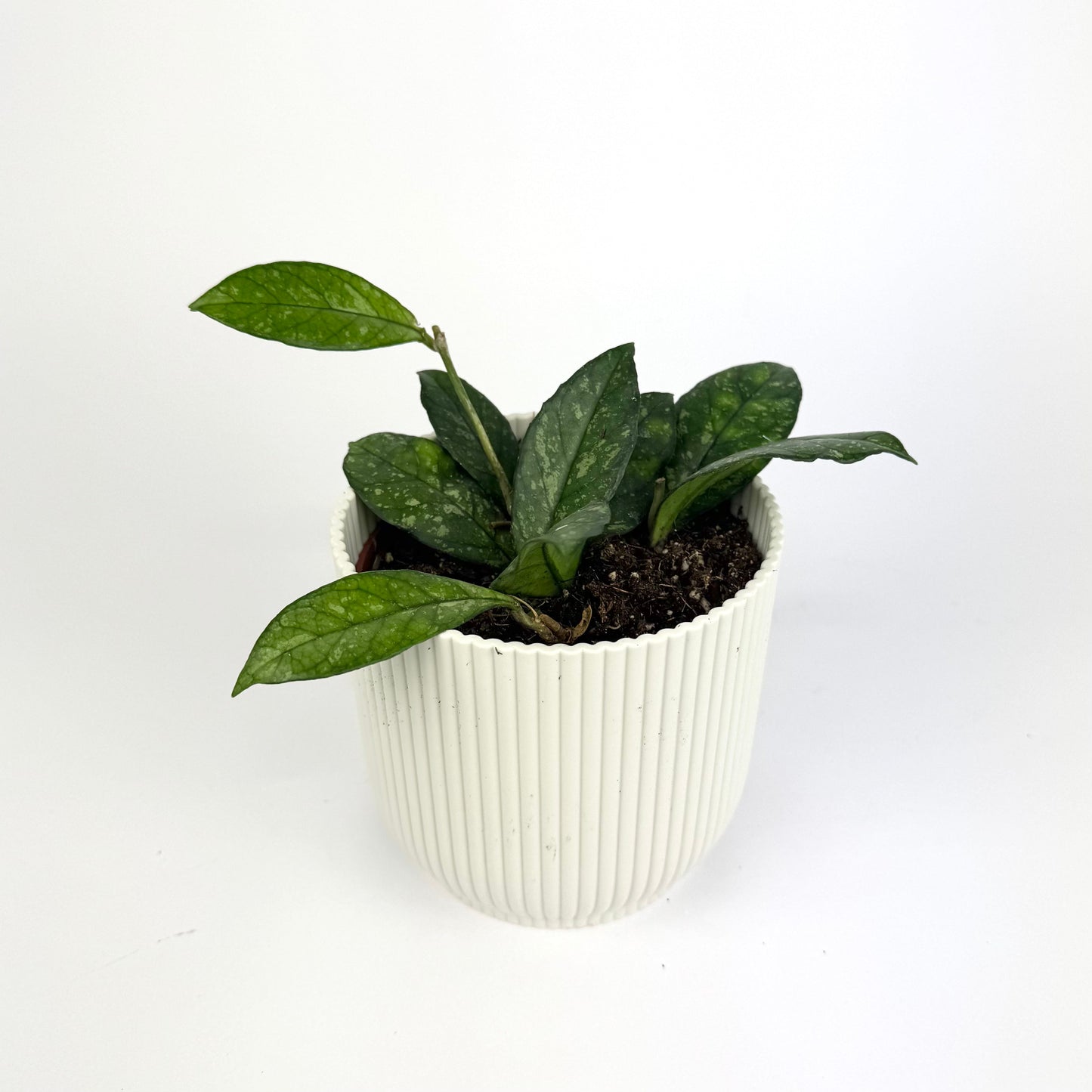 Hoya Crassipetiolata Splash 10.5cm Houseplant