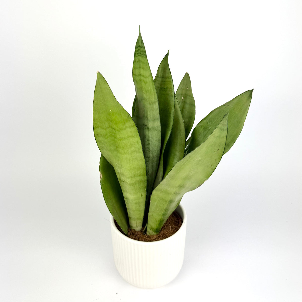 Snake Moonshine 12cm Houseplant