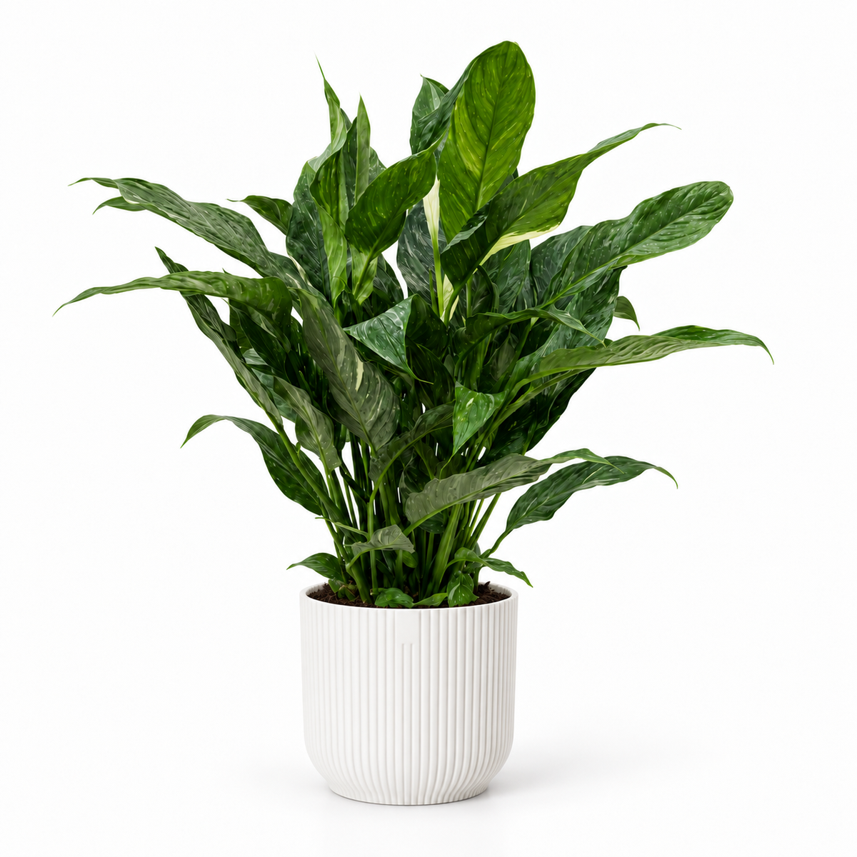Spathiphyllum Diamond 17cm Houseplant