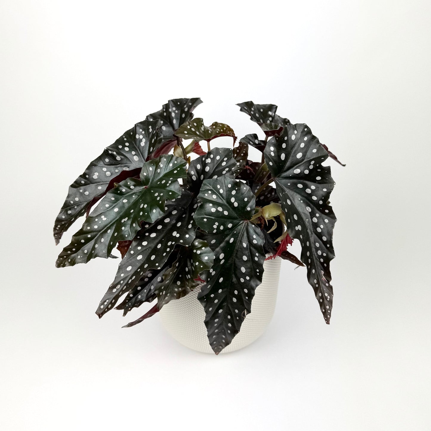 Begonia Black Forrest 14cm Houseplant
