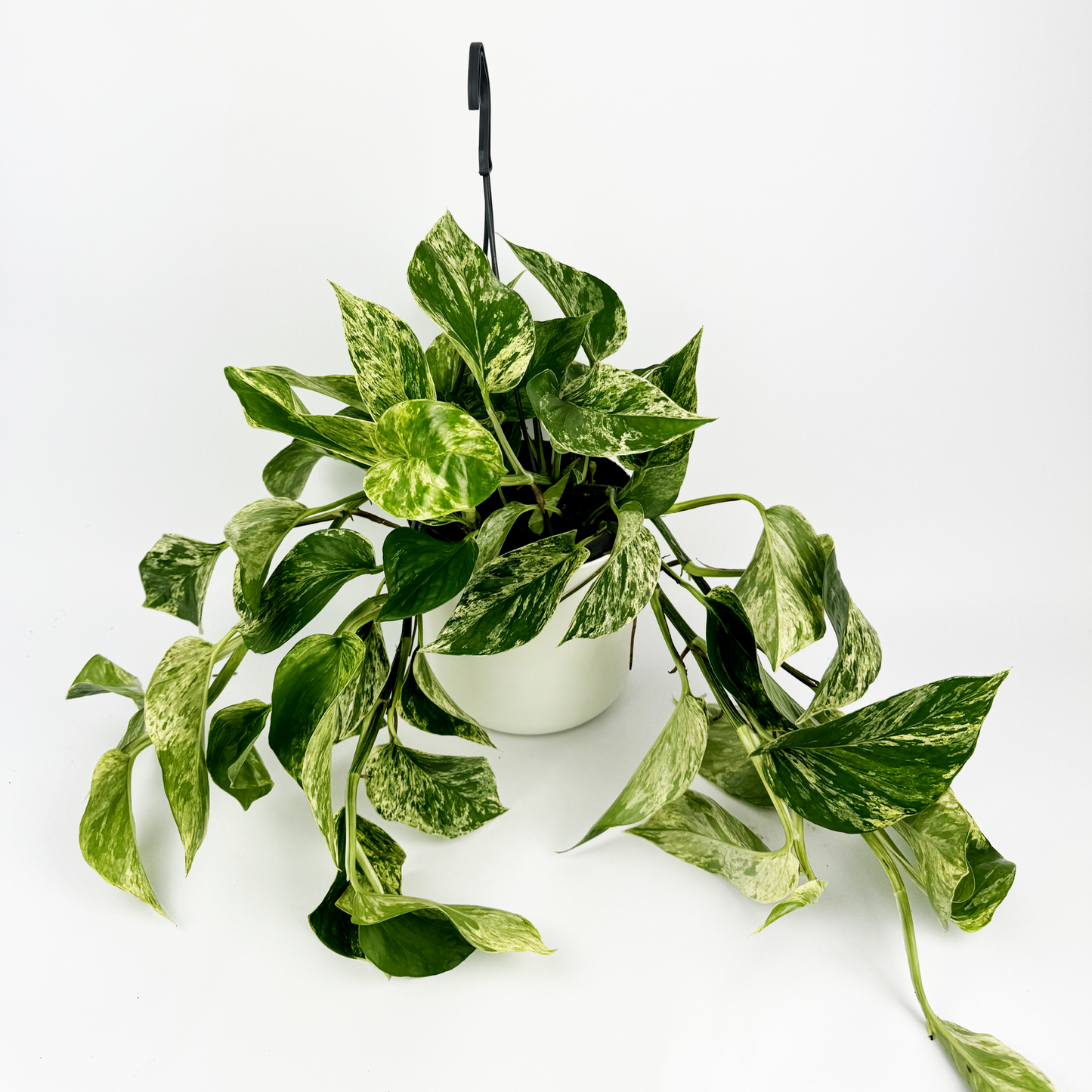 Marble Queen Pothos 15cm Houseplant