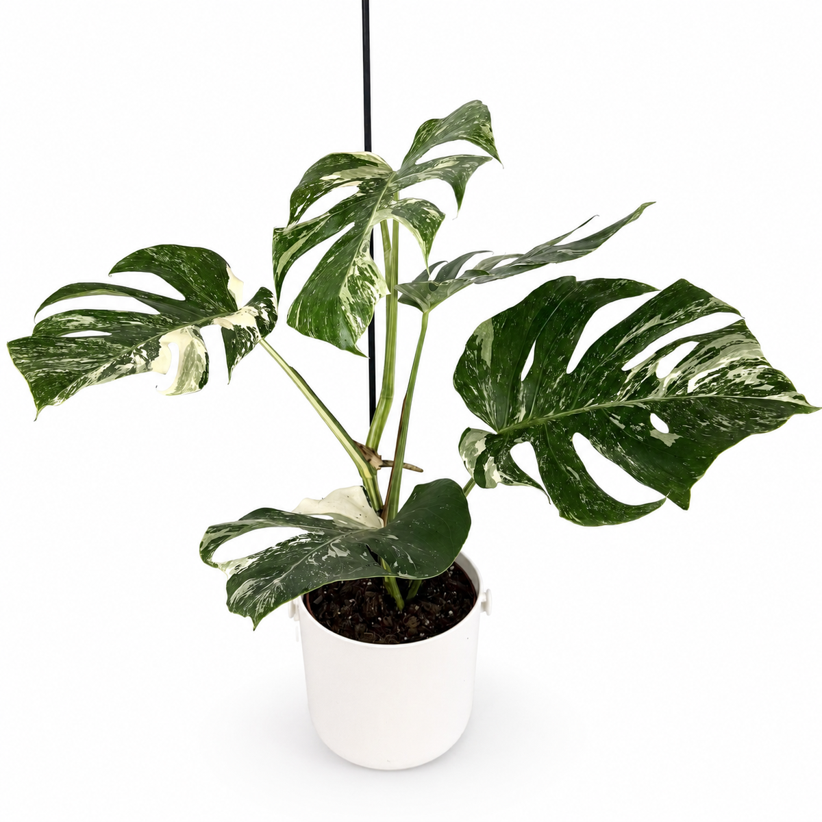 Monstera Deliciosa Albo Variegated 17cm Houseplant