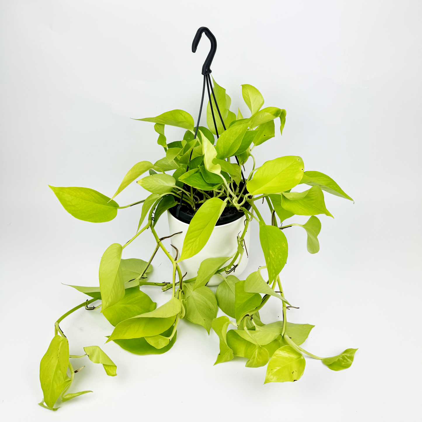 Neon Pothos 15cm Houseplant