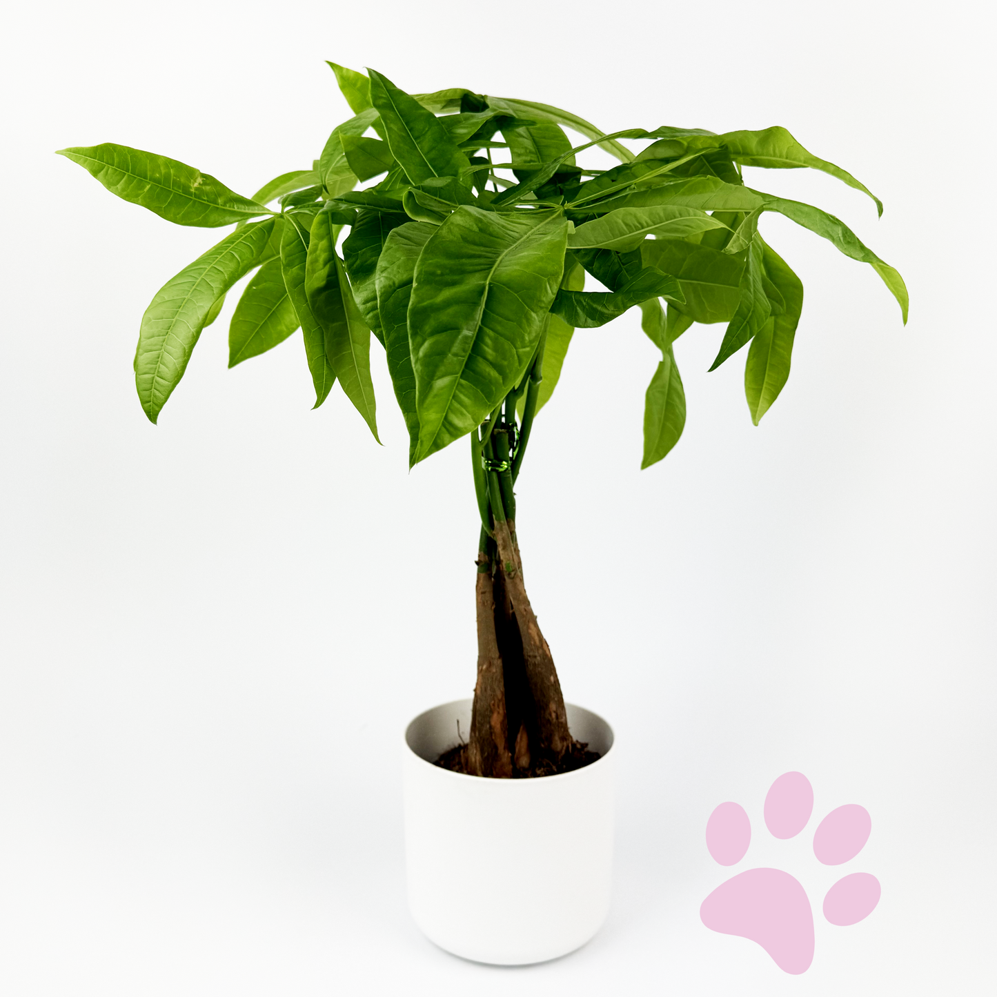 Pachira Aquatica 12cm Houseplant