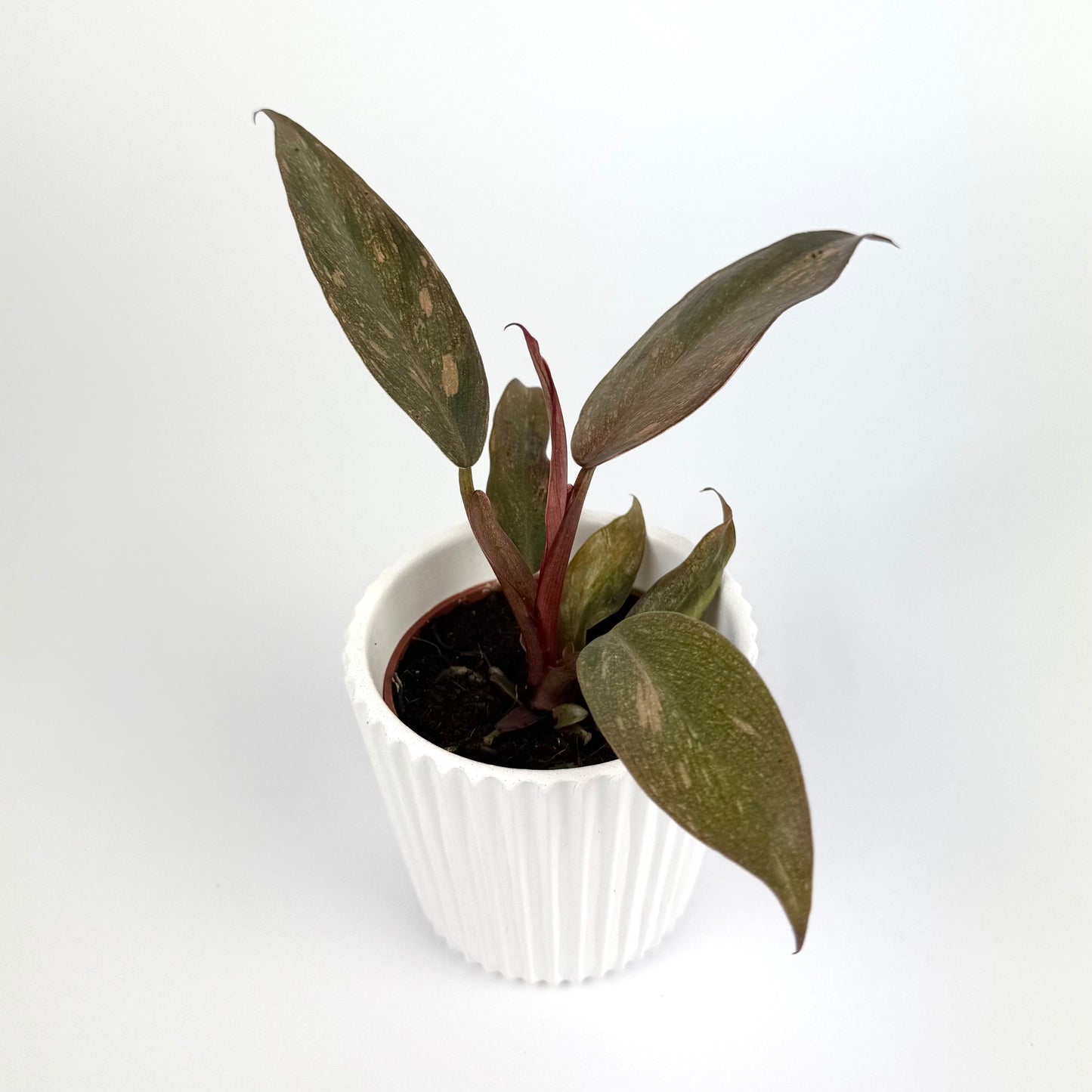 Philodendron Orange Princess