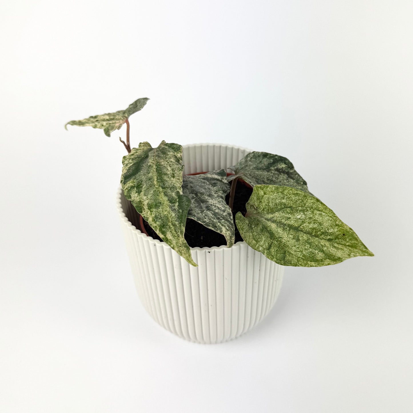 Piper Sylvaticum Variegata