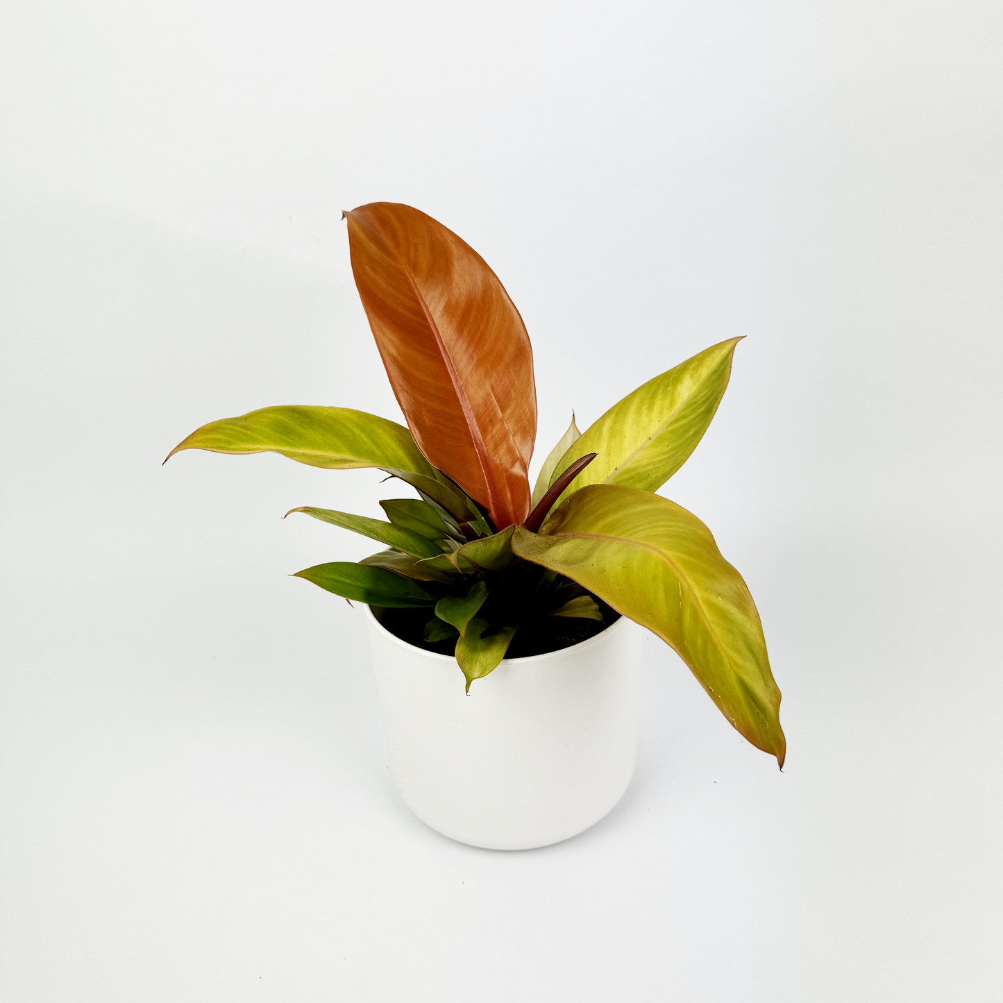 Philodendron Prince Of Orange