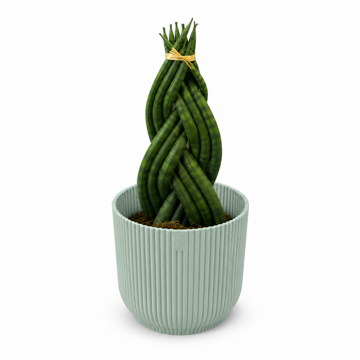 Sansevieria Braided 11cm Houseplant