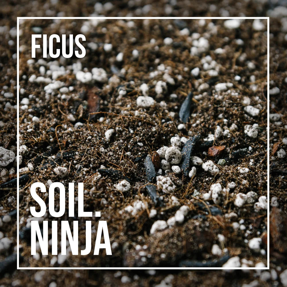 best potting mix for ficus Premium Ficus Blend – Soil Ninja