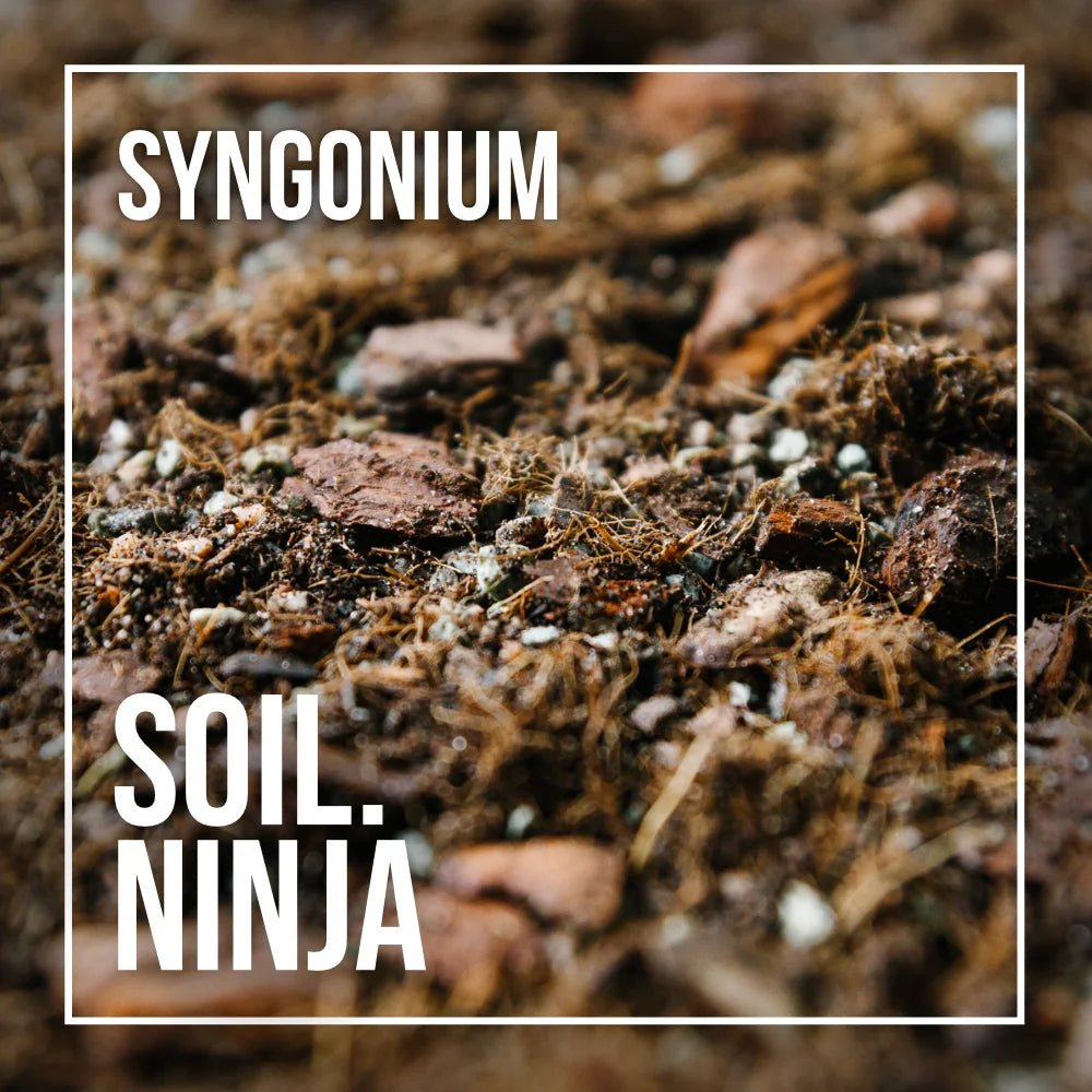 syngonium potting mix Premium Syngonium Blend – Soil Ninja