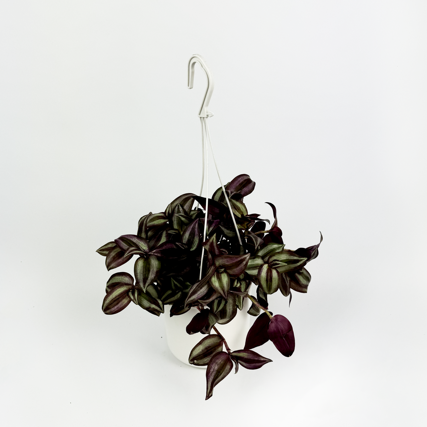 Tradescantia Zebrina 15cm Houseplant