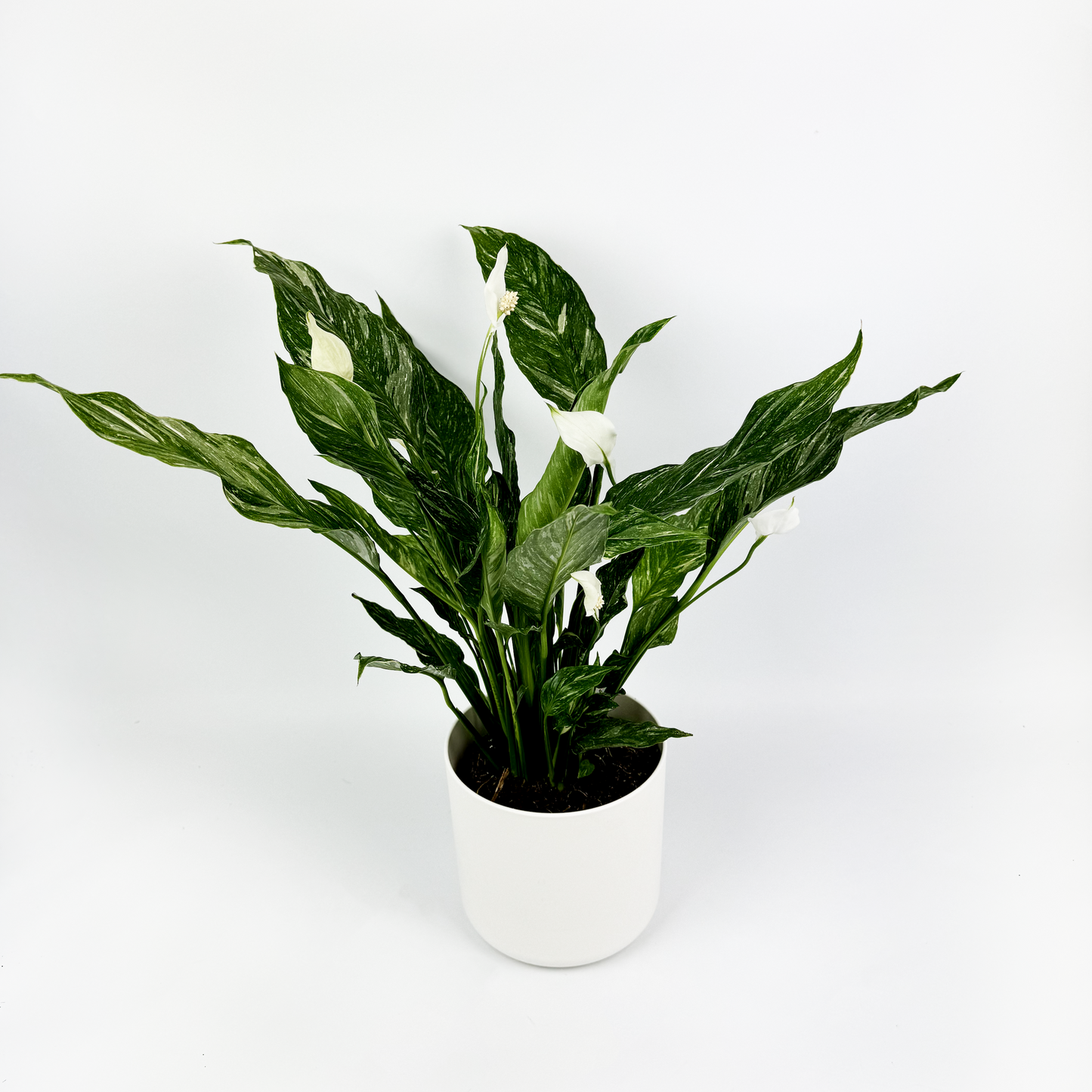 Peace Lily Diamond 14cm Houseplant
