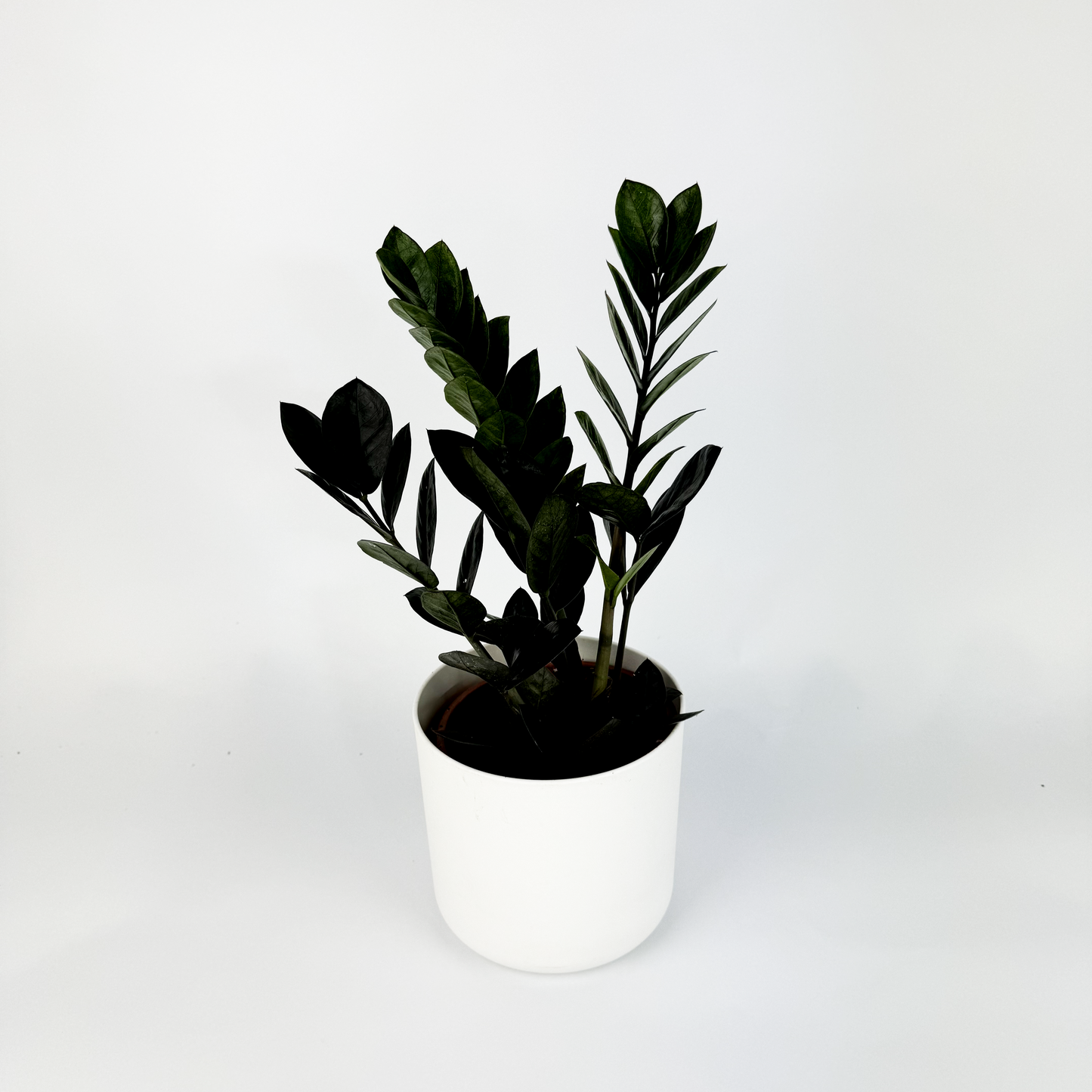 Zamioculcas Raven 14cm Houseplant