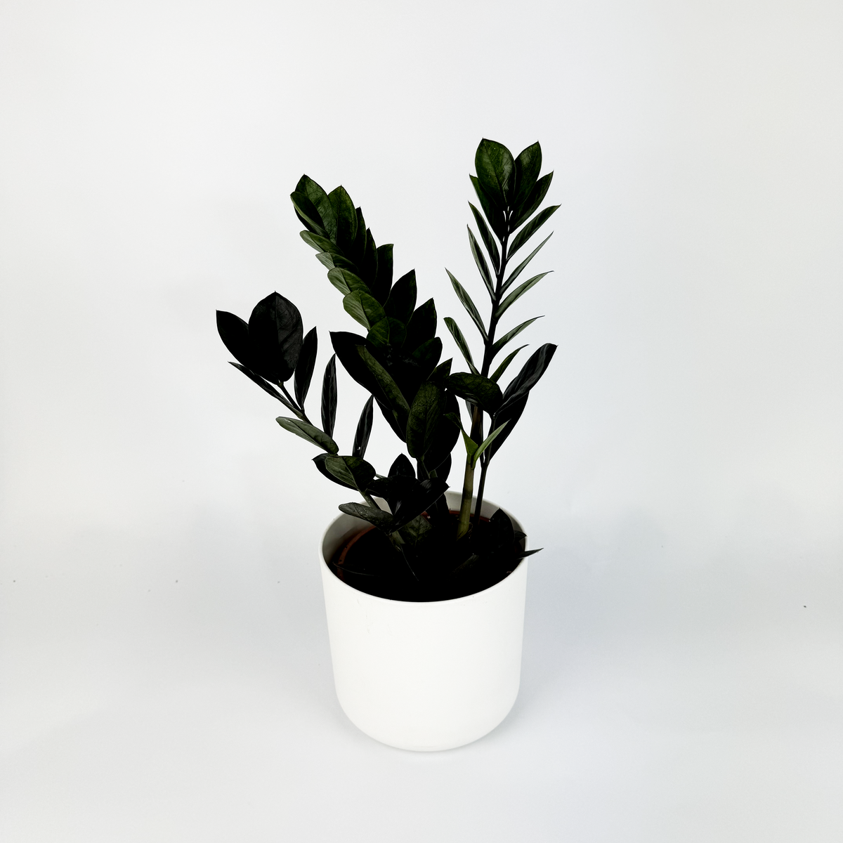 Zamioculcas Raven 14cm Houseplant
