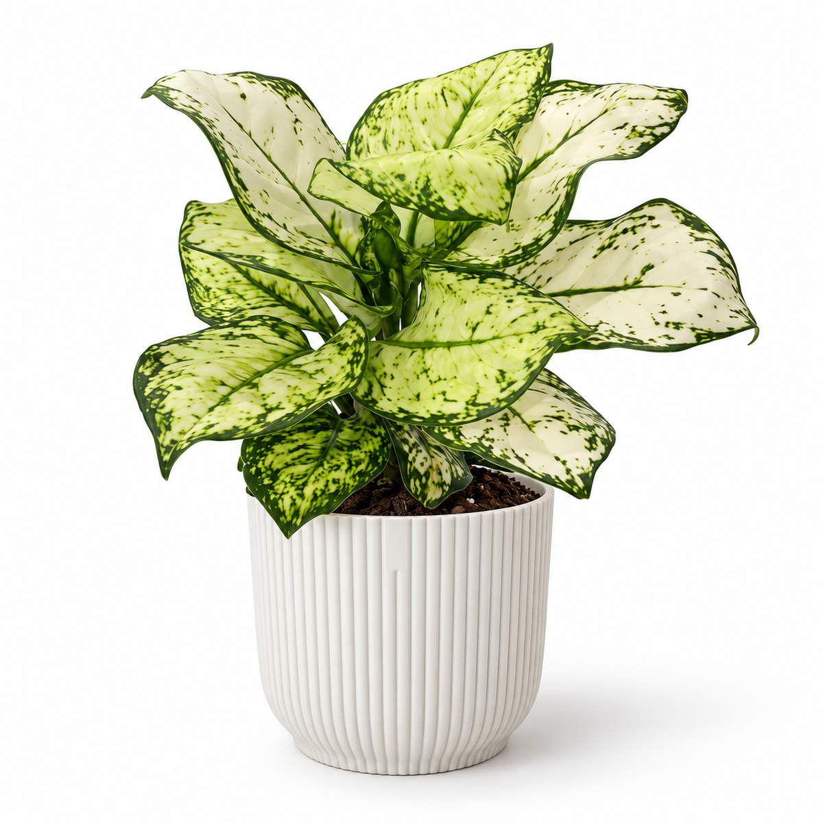 Aglaonema Super White 12cm Houseplant