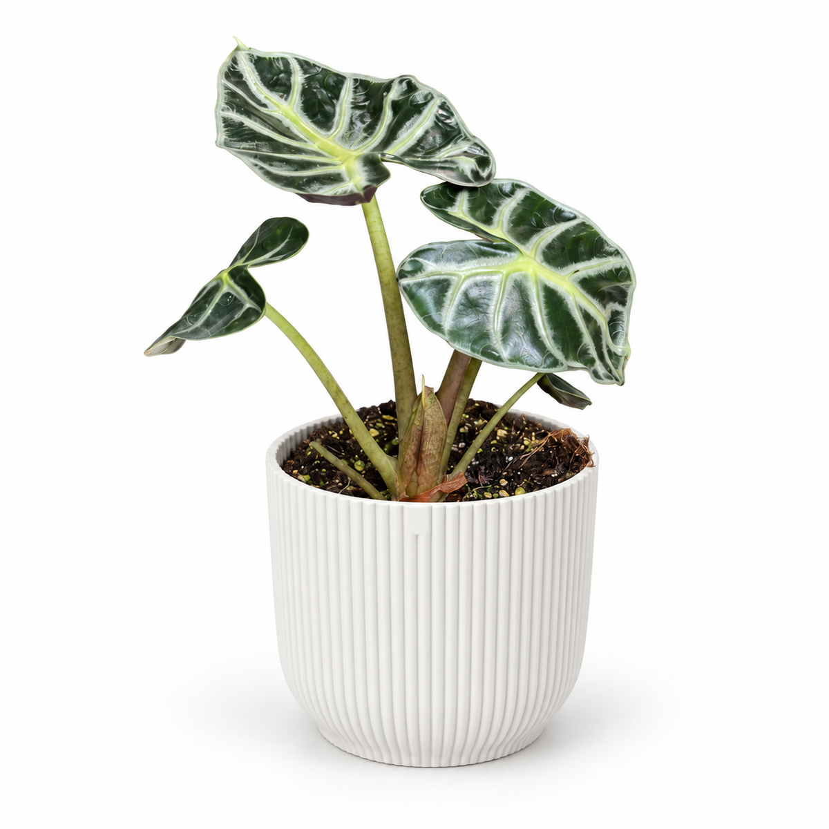 Alocasia Balloon Heart 12cm Houseplant