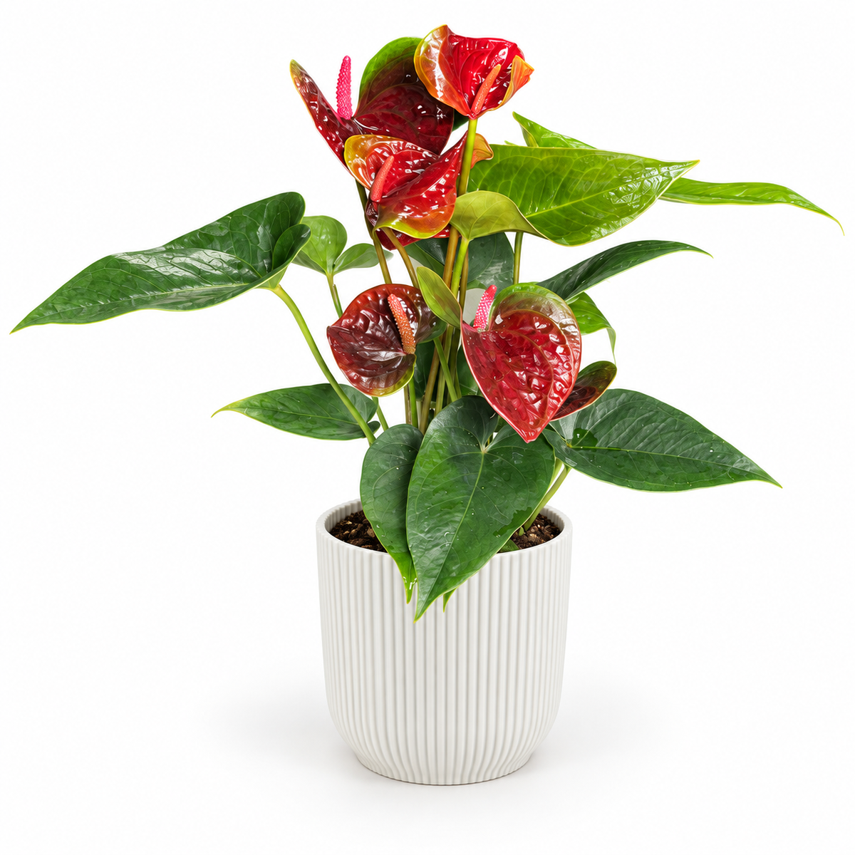 Anthurium Karma Black Love 12cm Houseplant