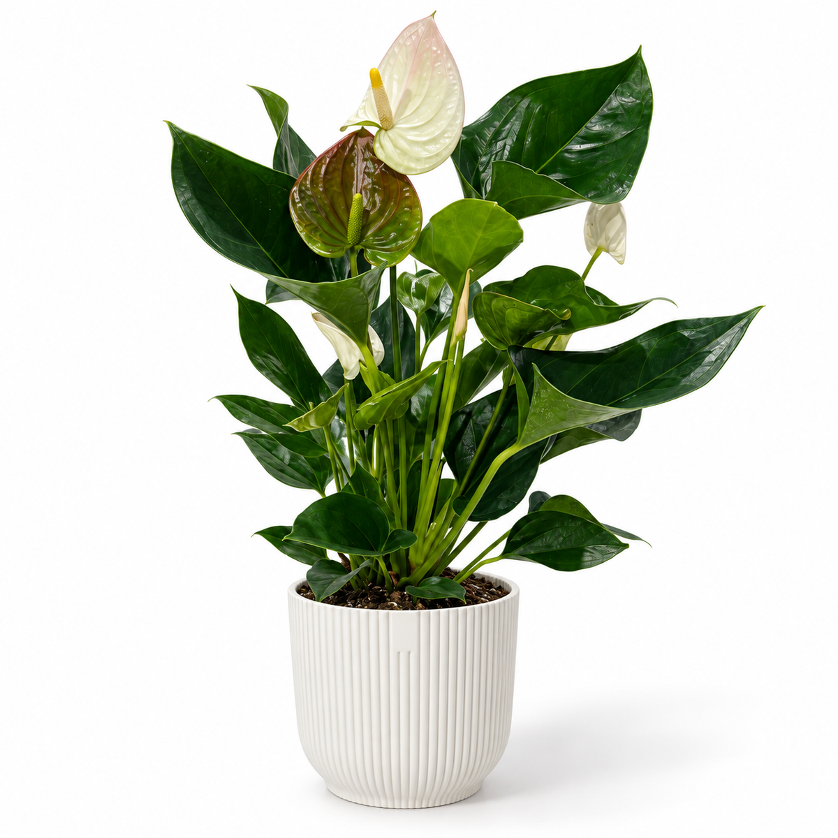 Anthurium Fantasy Sprite 12cm Houseplant