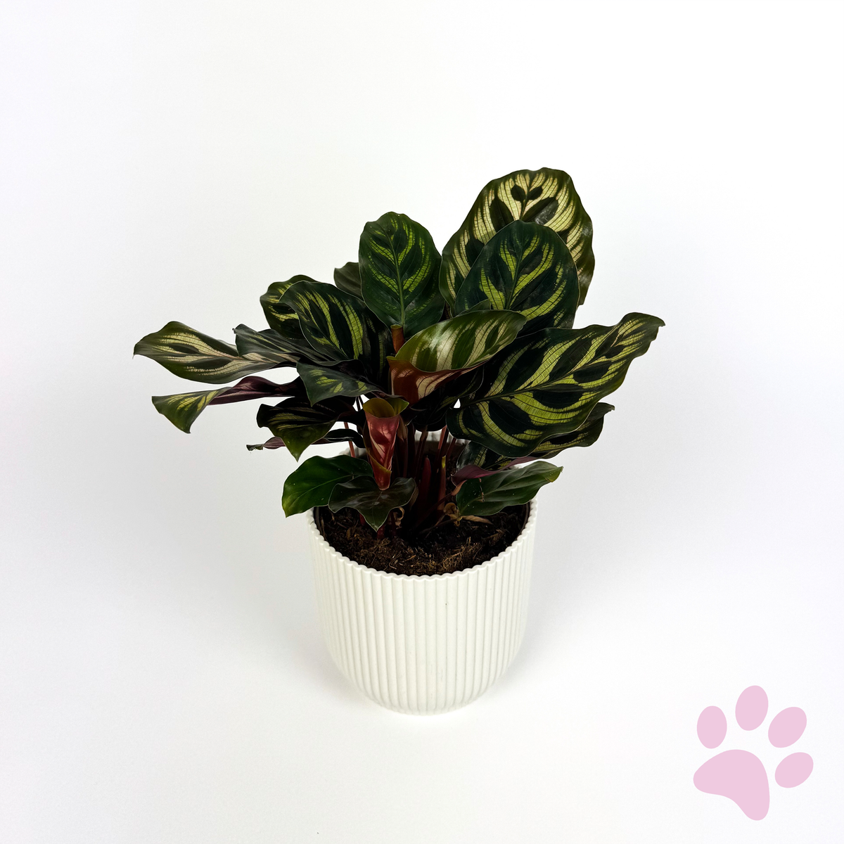 Calathea Makoyana 12cm Houseplant