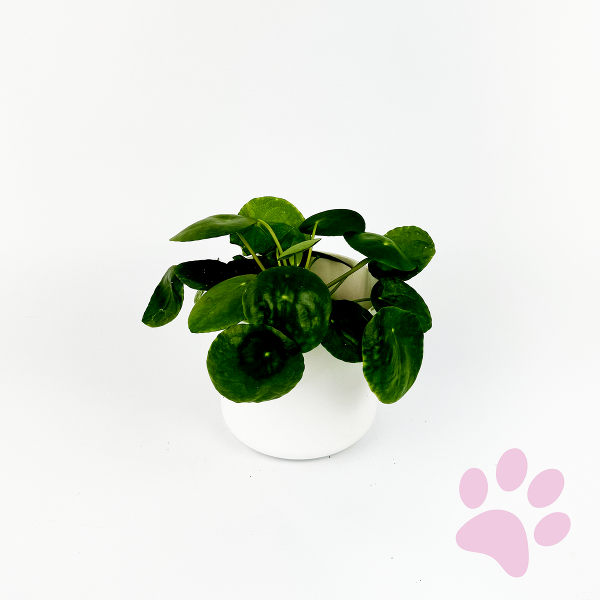 Chinese Money Plant 12cm Houseplant
