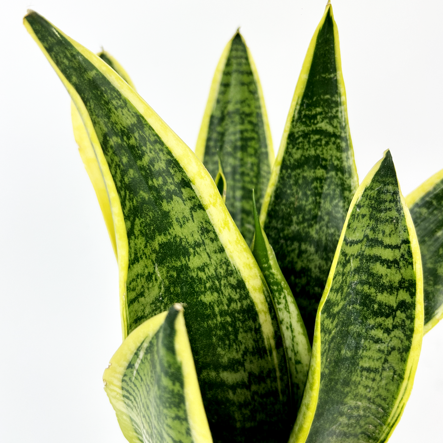 Snake Laurentii 14cm Houseplant