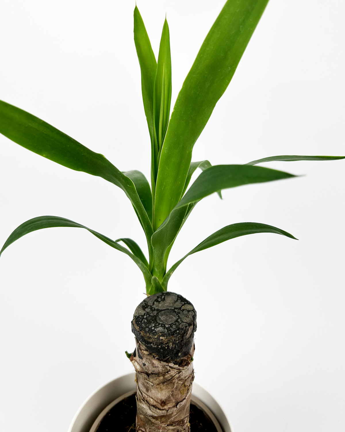Yucca 12cm Houseplant