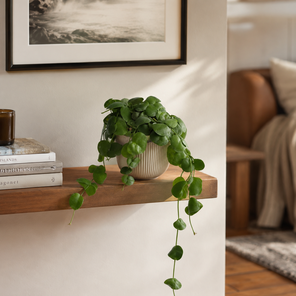 Dischidia Platyphylla 14cm Houseplant