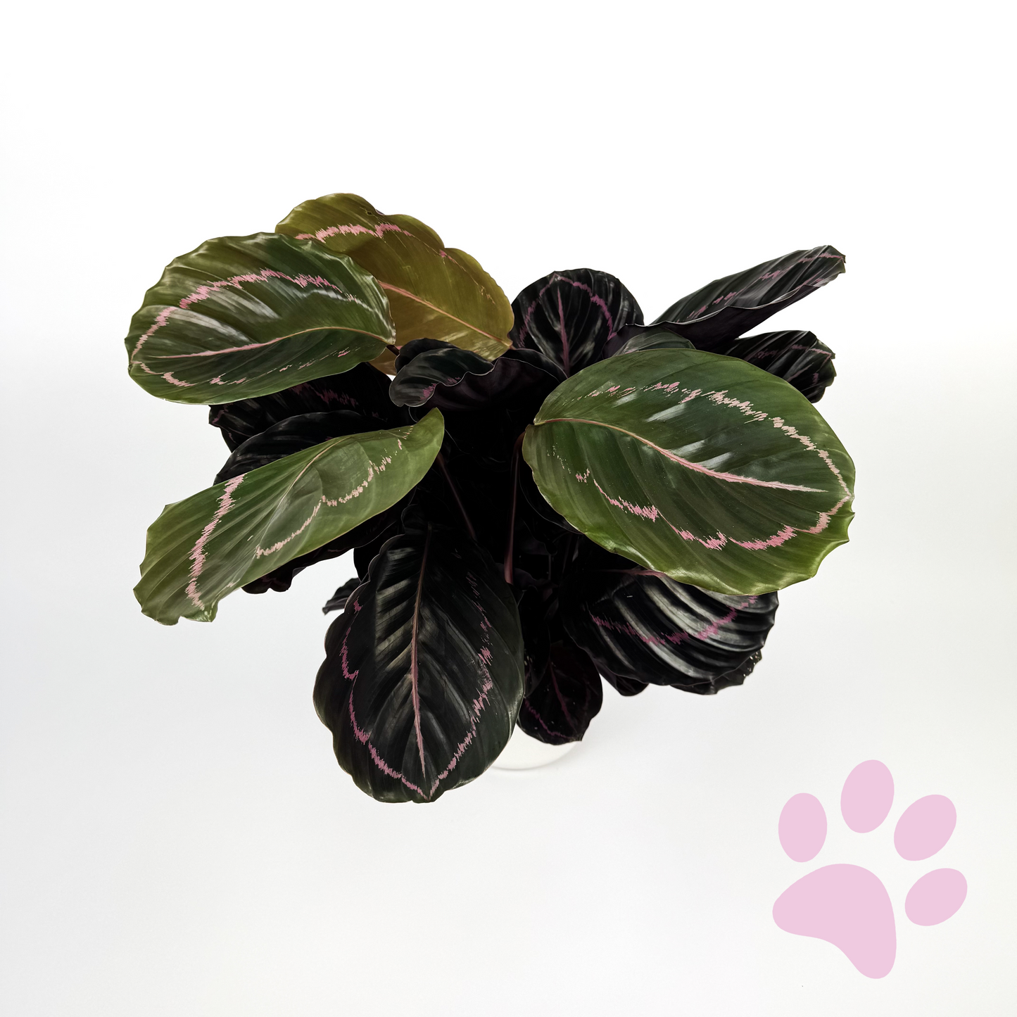 Calathea Dottie Indoor 14cm Houseplant