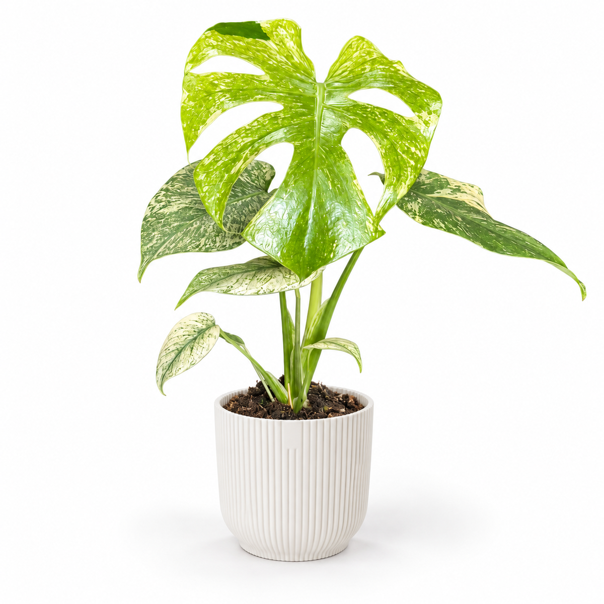 Monstera Deliciosa Mint 11cm Houseplant