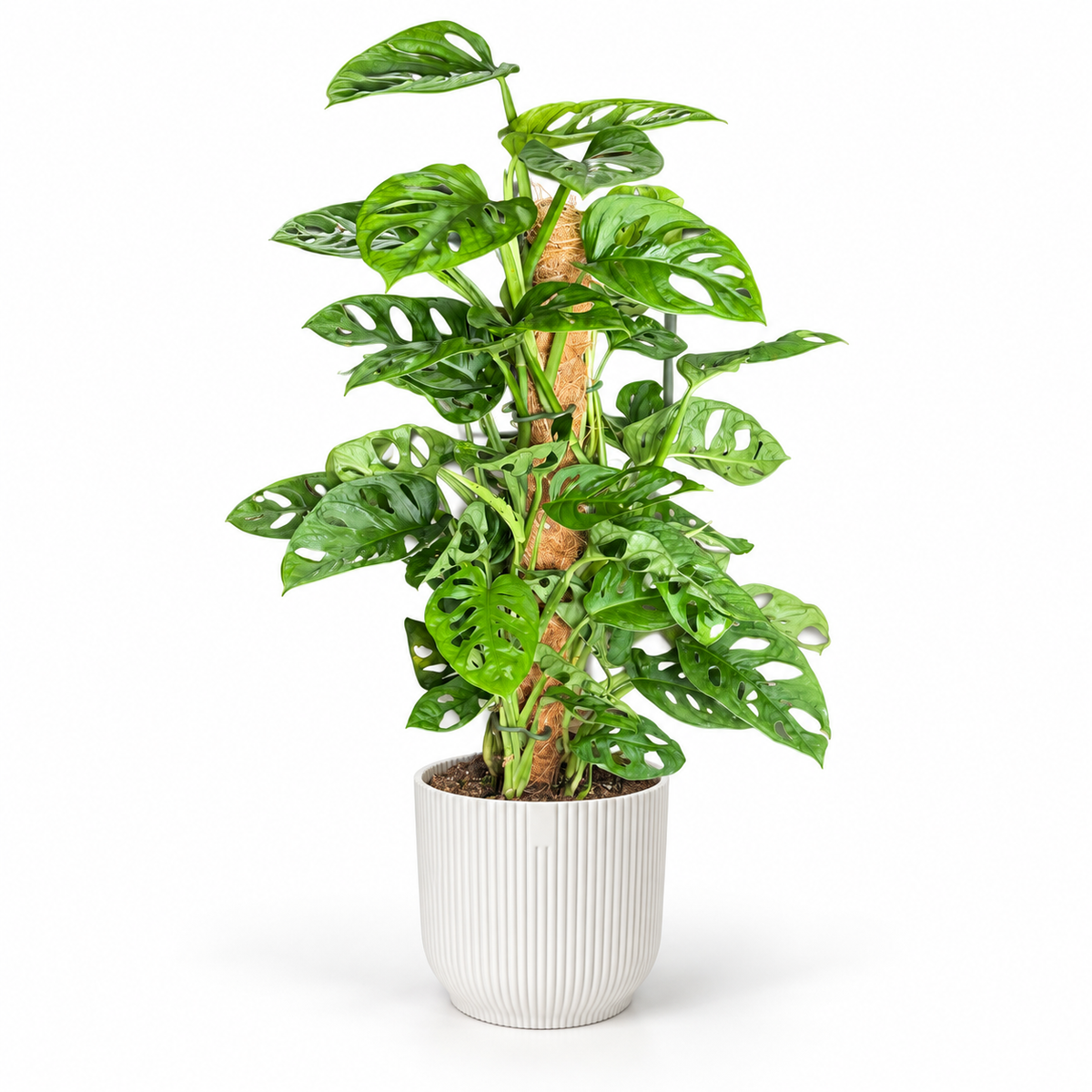 Monstera Monkey Mask 17cm Houseplant