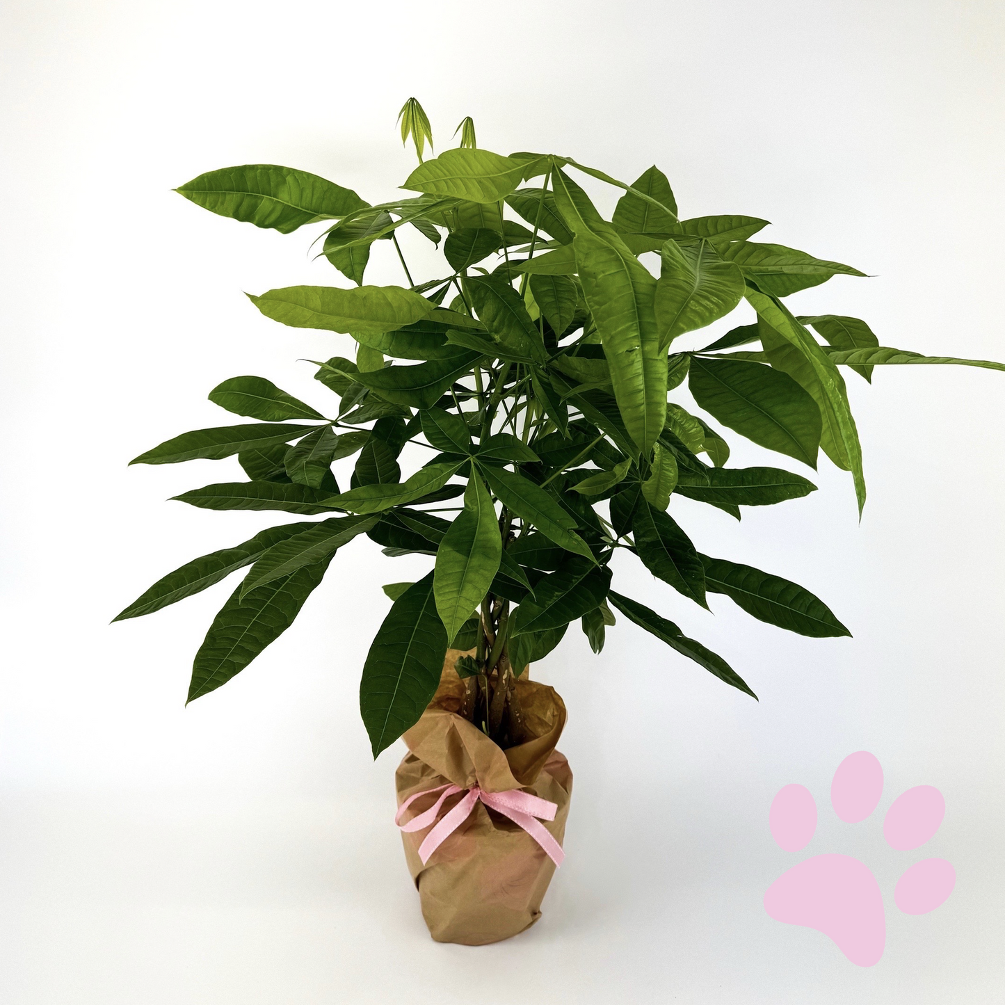 Pachira Aquatica 17cm Houseplant