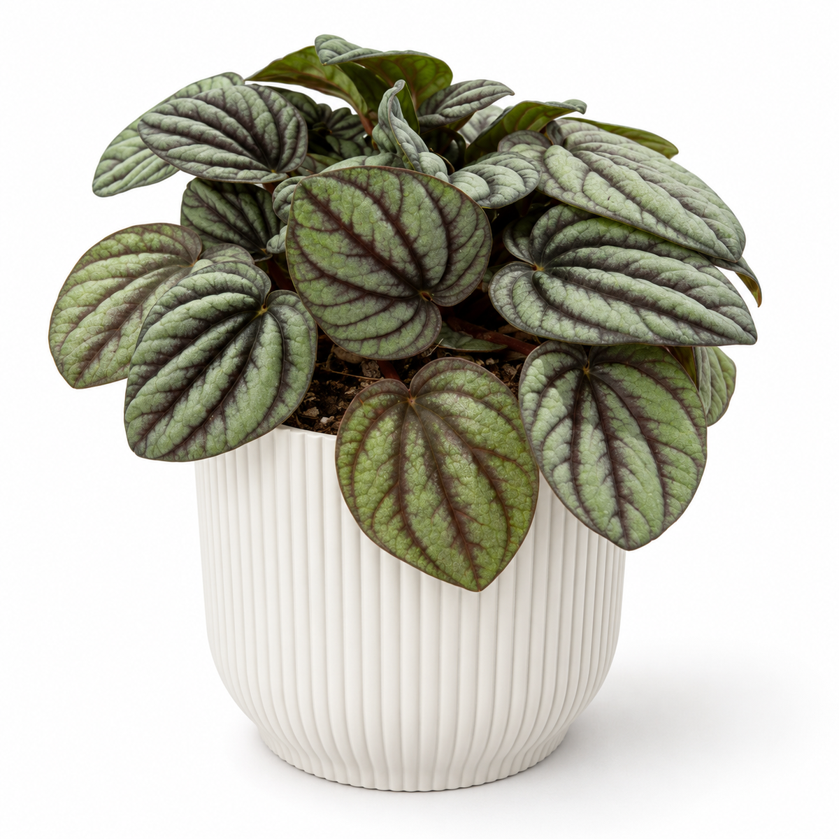 Peperomia Mystique 12cm Houseplant