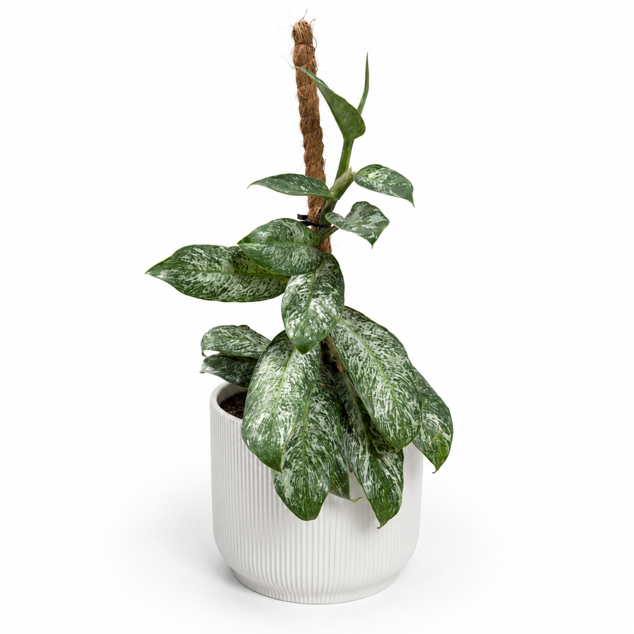 Rhaphidophora Elliptica int 12cm Houseplant