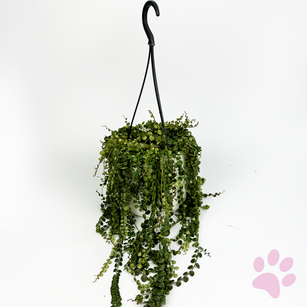 String of Turtles 14cm Houseplant