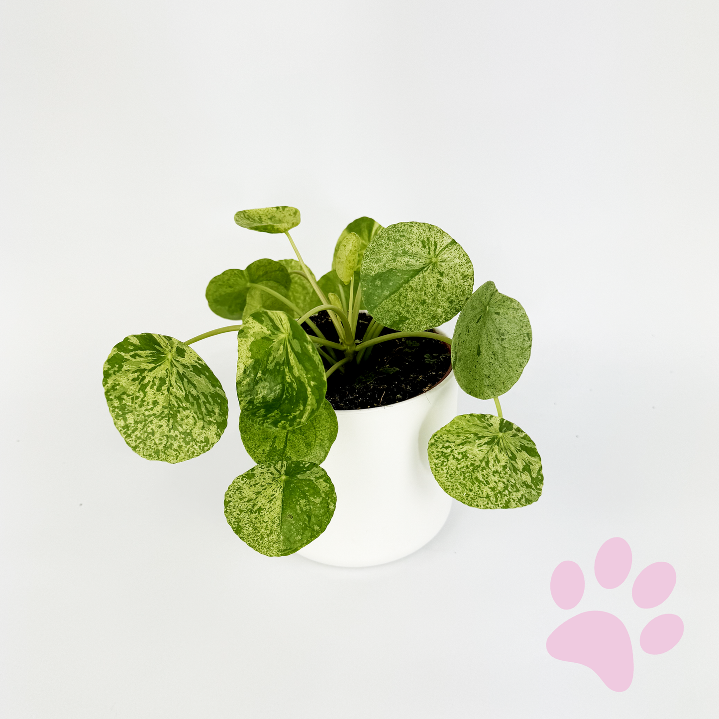 Pilea Peperomioides Mojito 13cm Houseplant
