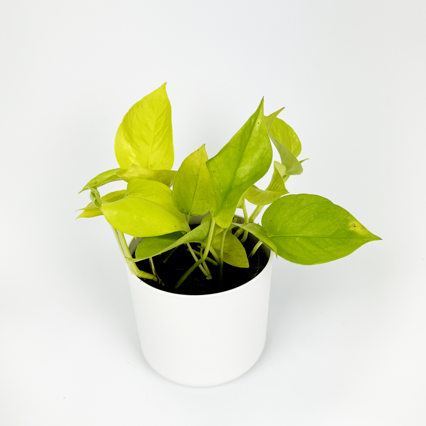 Neon Pothos 12cm Houseplant