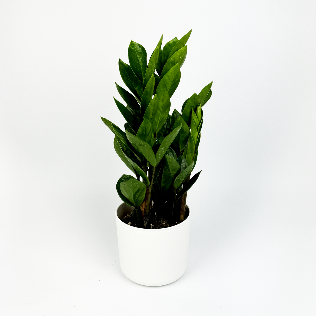 Zami Indoor 12cm Houseplant