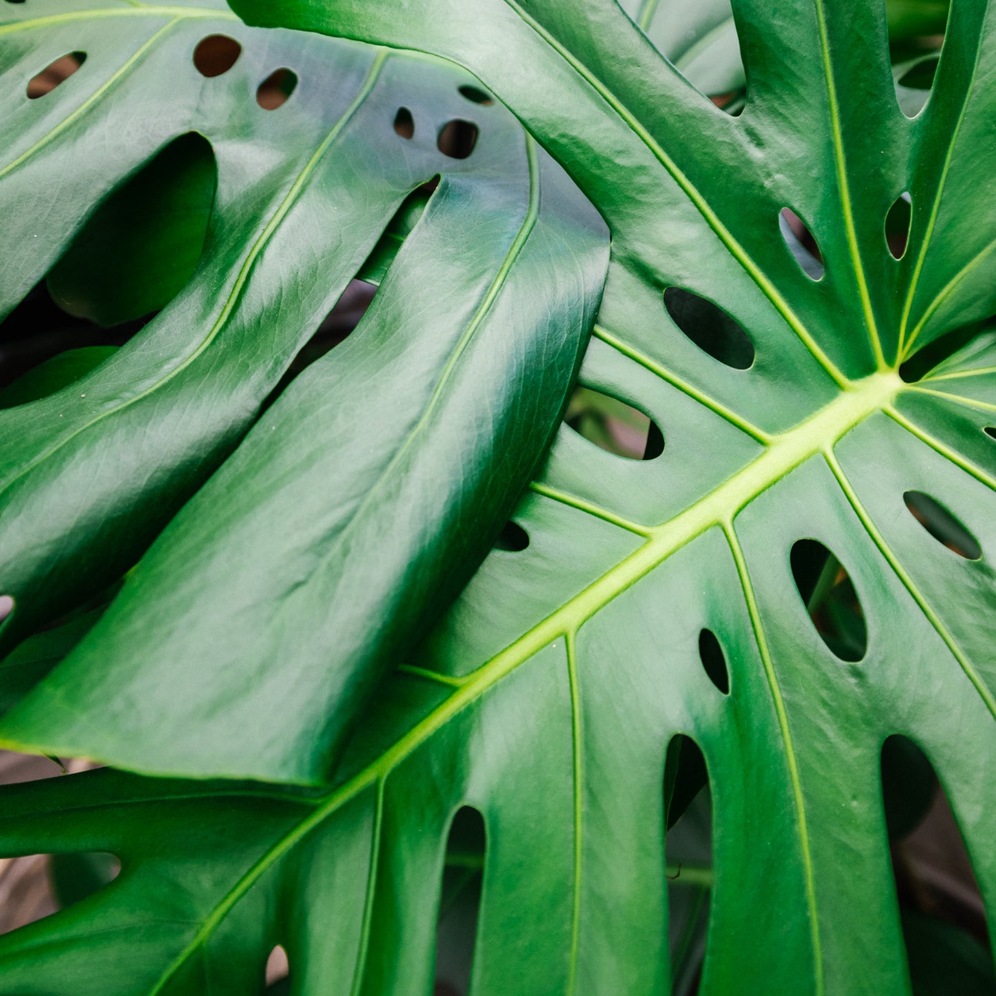 Premium Monstera & Philodendron Blend